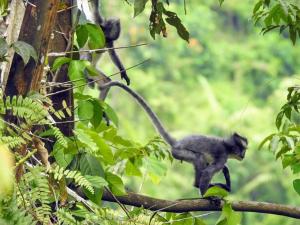 un mono en una rama de árbol en Orangutan Orchard Bungalow, en Timbanglawang