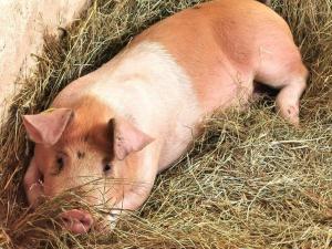 Altri animali domestici presso l'agriturismo o nei dintorni