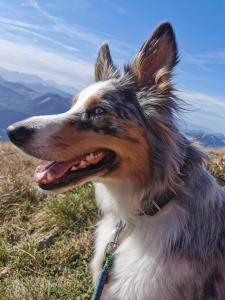 Ospiti di Schusterbauer con animali domestici