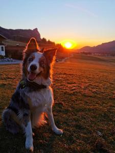 Ospiti di Schusterbauer con animali domestici