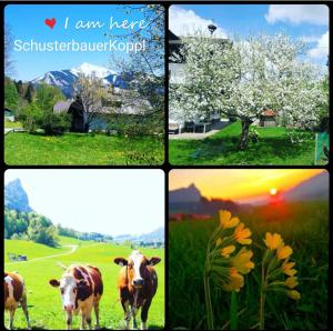 un collage de cuatro fotos con una vaca en un campo en Schusterbauer, en Koppl