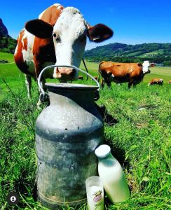 Altri animali domestici presso l'agriturismo o nei dintorni