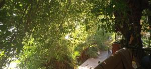 A garden outside Casa en el río Még 5 kép