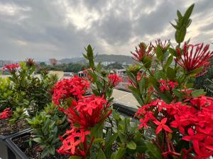 un grupo de flores rojas en un balcón en HOTEL 9.5 SAN FERNANDO en Cali