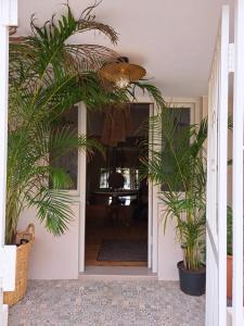 un couloir avec deux plantes en pot dans une maison dans l'établissement THE BIG - Luxury Backpackers, au Cap