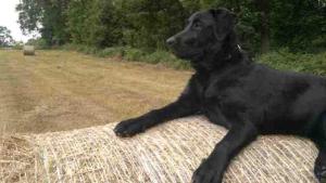 een zwarte hond op een hoop hooi bij Ferienwohnungen Segebrecht Ahlbeck in Ahlbeck