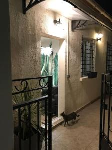 un chat noir debout dans une pièce avec fenêtre dans l'établissement La petite maison, à Bobigny