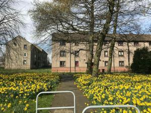 a field of daffodils in front of a building at 2 Bedroom, free parking & Netflix near hospitals in Aberdeen