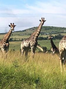 a group of giraffes standing in a field at Welcoming One Bedroom Flatlet with Pool in Pietermaritzburg