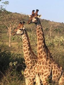 three giraffes standing next to each other in a field at Welcoming One Bedroom Flatlet with Pool in Pietermaritzburg