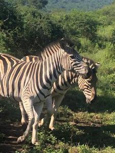 two zebras standing next to each other in a field at Welcoming One Bedroom Flatlet with Pool in Pietermaritzburg