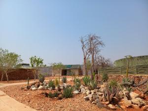 a garden with cacti and plants in a yard at Okutala Etosha Lodge in Outjo