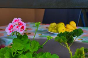 a pink flower on a table with a plate of fruit at Holiday Homes Pozitiva in Bihać