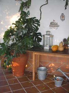 a plant sitting on a table next to a table at Casa Rural "El Carrasca" in El Carrascalejo