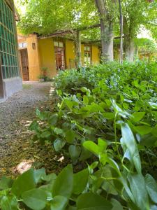 a garden with green plants in front of a building at ocre y madera in Ciudad Lujan de Cuyo