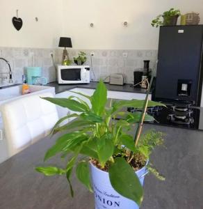 uma planta em vasos sentada num balcão numa cozinha em Maison de 2 chambres avec jardin amenage et wifi a Poitiers em Poitiers