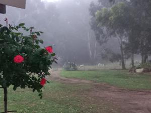 a foggy field with red roses and sheep in the background at Forellenhof Guest Farm in Wakkerstroom
