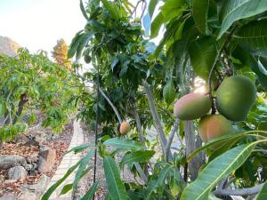 A garden outside Casa Colonia
