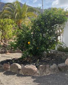 A garden outside Casa Colonia