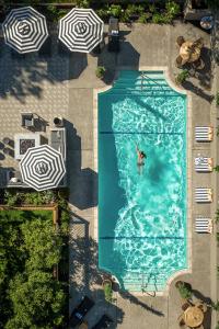 an overhead view of a dog in a swimming pool at The Madrona in Healdsburg
