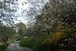 a road with flowering trees on the side of it at Cozzy apartment in nature in Zagreb