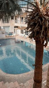 een palmboom naast een zwembad bij Red Sea Hotel in Eilat