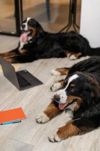 two dogs laying on the floor next to a laptop at Emerald Explorers Inn in Emerald