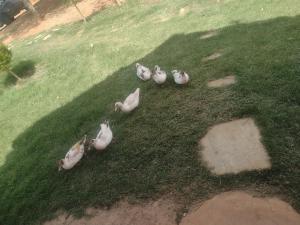 un grupo de patos parados en la hierba en SITIO CAMINHO DAS PEDRAS - Suítes e Chalés en São Thomé das Letras