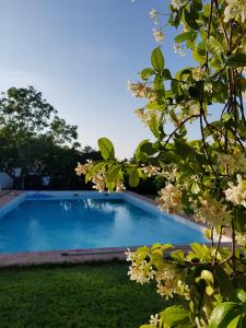 una piscina en un patio con flores en Horta das Laranjas en Serpa