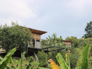 una casa nel mezzo di una piantagione di banane di Glamping Malu a Popayan