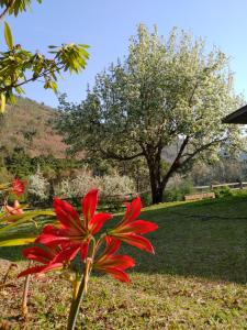 eine rote Blume im Gras mit einem Baum im Hintergrund in der Unterkunft Casa Aconchegante Na Mantiqueira in Gonçalves