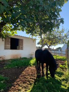 um cavalo preto a pastar na relva debaixo de uma árvore em Herdade Da Maridona - Agroturismo em Estremoz