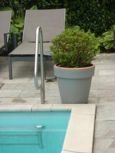 a chair and a potted plant next to a pool at Hotel Zima in Merano