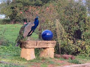 a peacock standing on top of a stone bench at CHAMBRES DES EAUX 29 "mousseline" in Sarcey