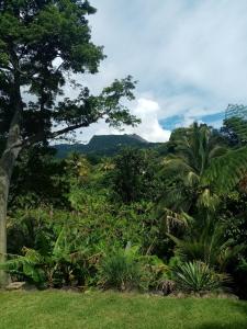 a view of a jungle with a mountain in the background at Aux charmes du Saut d'Eau in Saint-Claude