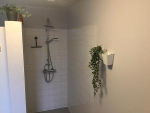 Vakantiewoning - ‘t Ouwershuys في Opoeteren: حمام مع دش مع زرع على الحائط