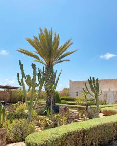 einen Garten mit einer Palme und einigen Büschen in der Unterkunft Maison Mimosa, lovely 3 bedroom villa with a heated pool in Essaouira