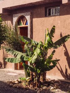 a banana plant in front of a building at WaveGo Surf Camp in Imsouane