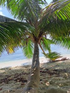 a palm tree on a sandy beach near the ocean at Summer Sky Thoddoo in Thoddoo