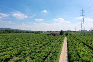 a field of crops with a dirt road in the middle at Corte Odorico in Pedemonte