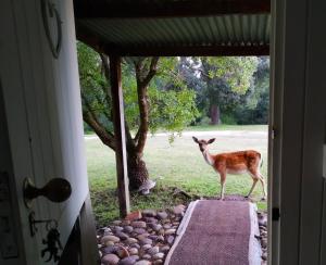 Photo de la galerie de l'établissement Green Hills Forest Lodge, à The Crags