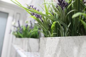 Un mucchio di piante viola in un vaso di cemento. di Zaro Suites B&B a Catanzaro