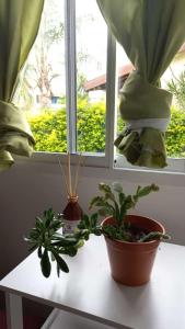 dos plantas sentadas en una mesa frente a una ventana en A metros de la Playa.... en Federación