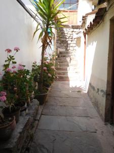 an alley with potted plants and a palm tree at MALA HIERBA in Cusco