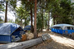 a group of tents in a forest with trees at Evergreen Lodge at Yosemite in Groveland
