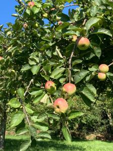 Hambyeにある« Le petit verger »のりんごの木