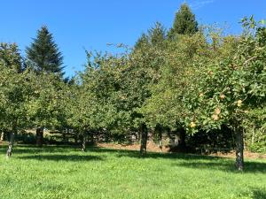 a row of apple trees in an orchard at « Le petit verger » in Hambye