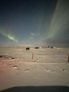 a group of horses grazing in a snow covered field at Eaglerock Guesthouse and tours in Kirkjubæjarklaustur