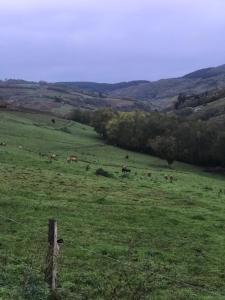 a herd of cows grazing in a green field at Ravissant appartement dans cadre verdoyant in Marchampt