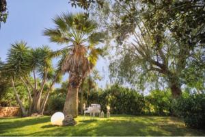 una palmera en medio de un patio con sillas en La zagara e l'arancio, en Caltanissetta